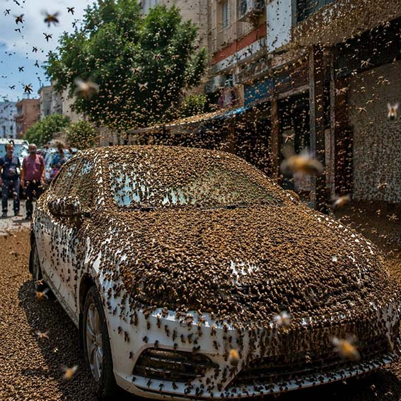 Miles de abejas invaden zonas urbanas y obligan a activar medidas de seguridad